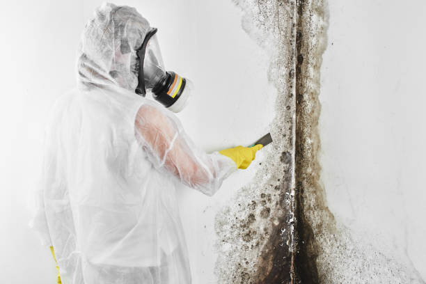 Water damage restoration mold remediation in Solomon, KS